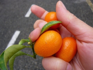 kumquats