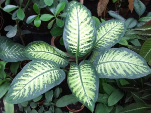 1024px-Dieffenbachia_bauseii_a1